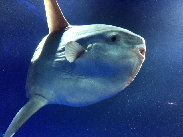 魚顔の芸能人35人・イケメンと美女別!9つの特徴も解説【最新版】
