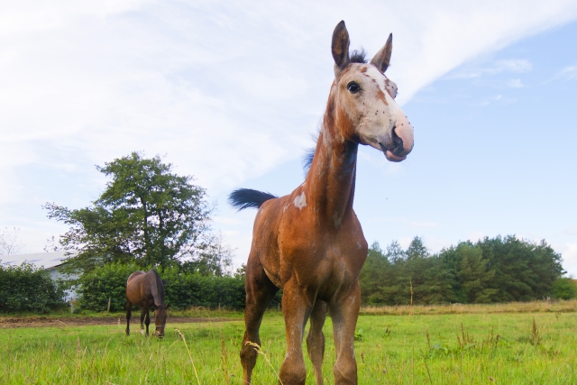 馬顔の芸能人32人・イケメンと美女別!10の特徴も解説【最新版】